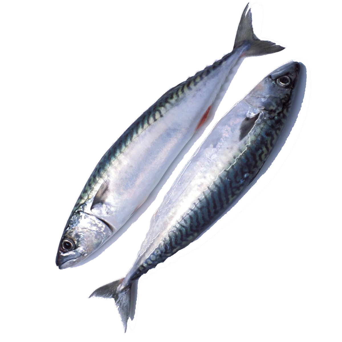 uskumru